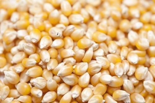 Yellow Maize