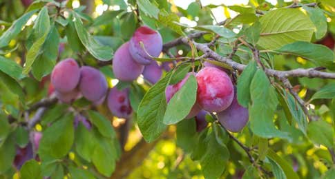 about-plum
